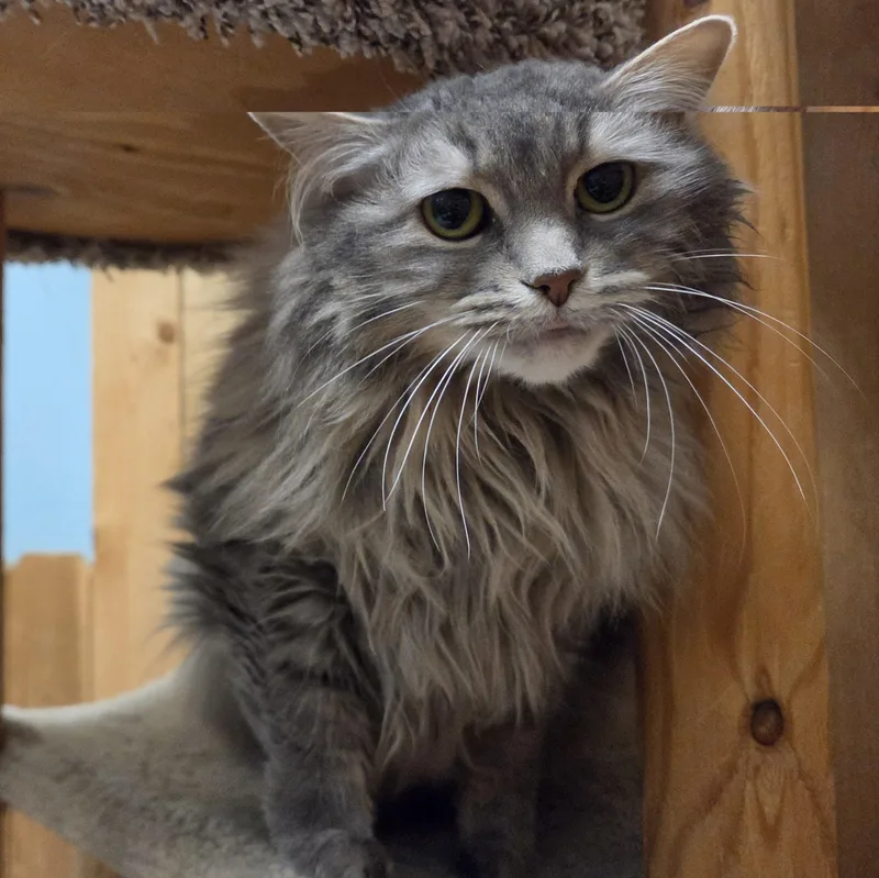 An adult medium-sized female Gray / Blue / Silver Domestic Long Hair cat named Kora for adoption in Spokane, WA
