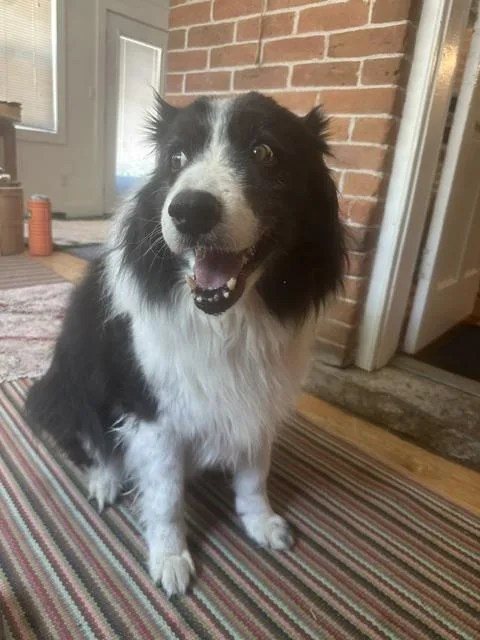 A senior large-sized male Bicolor Border Collie dog named Benny for adoption in Sheridan, WY