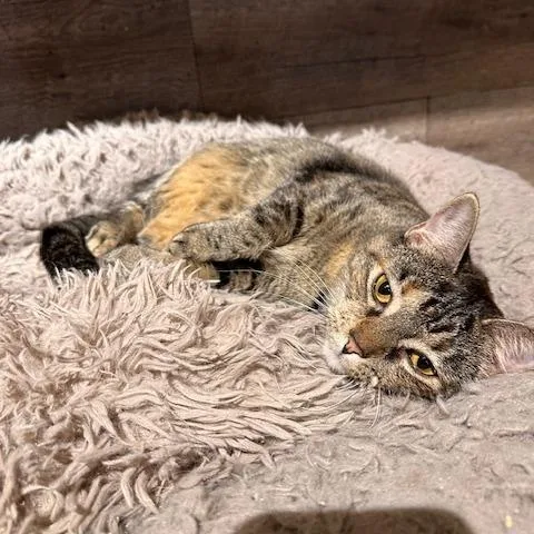 An adult small-sized female Torbie Domestic Short Hair cat named Dolly for adoption in Greensburg, PA