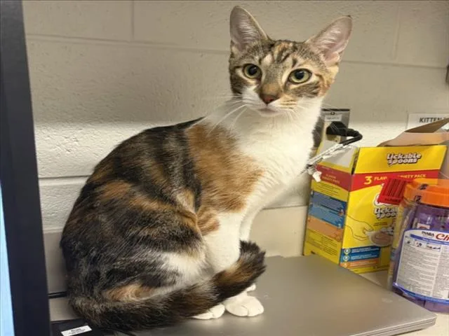 A young medium-sized female Domestic Short Hair cat named Citrine for adoption in Derwood, MD