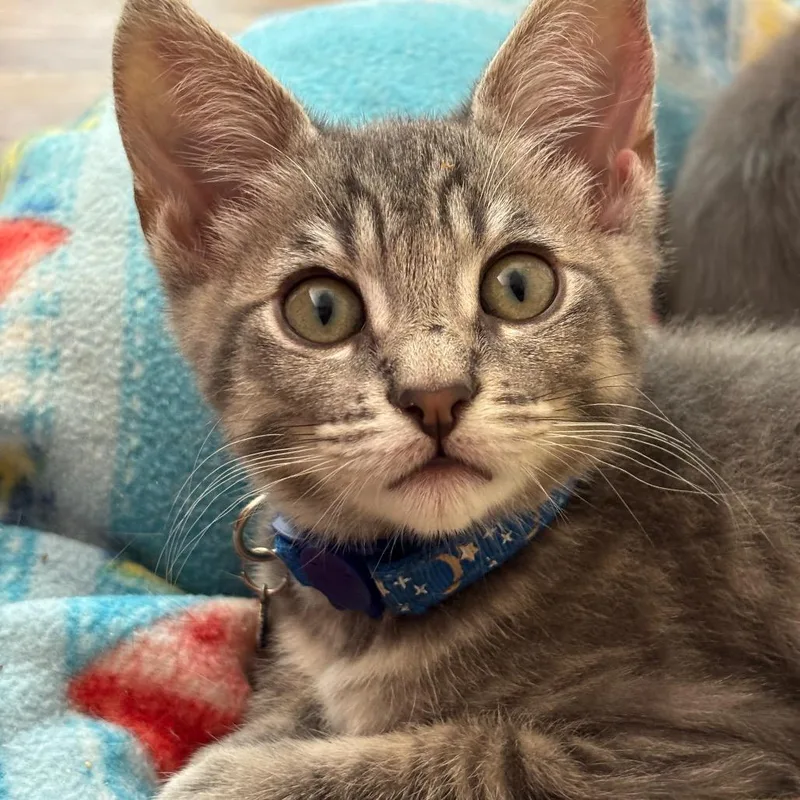 A baby small-sized male Gray / Blue / Silver Domestic Short Hair cat named Quique for adoption in Tustin, CA