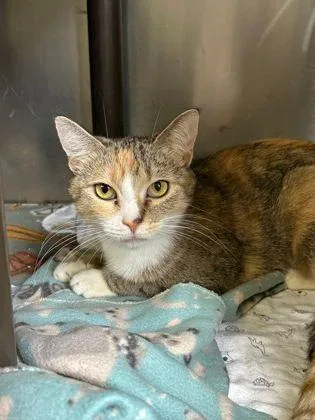 An adult medium-sized female Calico Domestic Short Hair cat named Quebec for adoption in Williamsport, PA