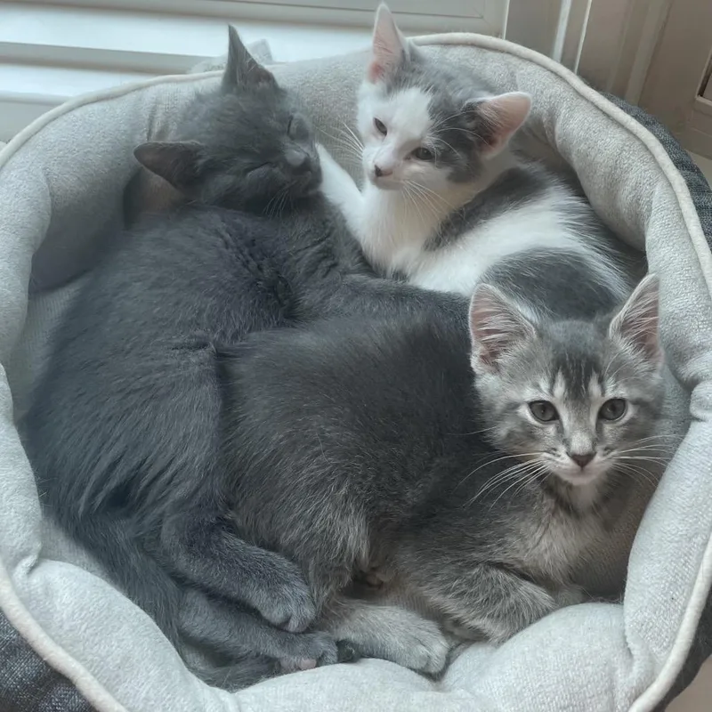 A baby small-sized female Gray / Blue / Silver Domestic Short Hair cat named Squid for adoption in Fairfax Station, VA