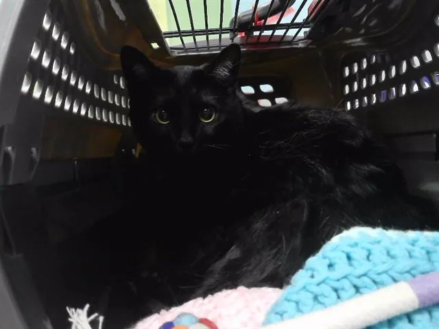 A young small-sized female Domestic Short Hair cat named Phoebe for adoption in Omaha, NE
