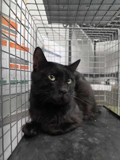 An adult large-sized male Domestic Short Hair cat named Jukebox for adoption in Sevierville, TN