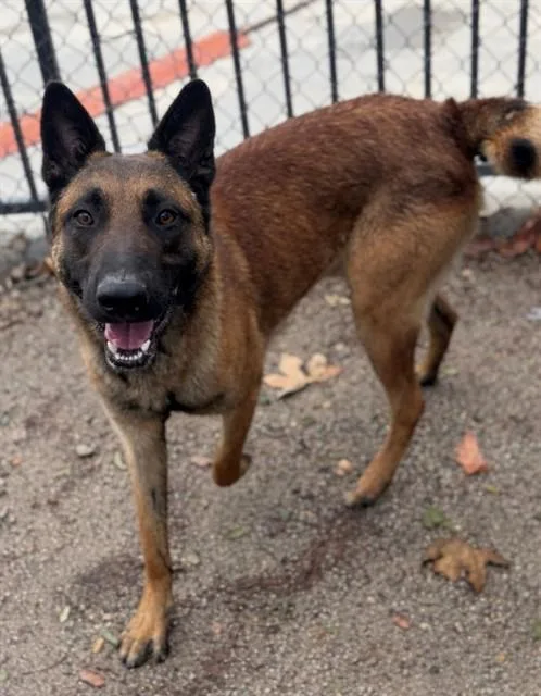 A young medium-sized male Belgian Shepherd / Malinois dog named Maximus for adoption in Riverside, CA