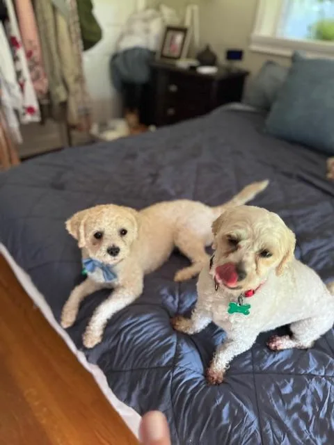 Liberty And Banner thumbnail 2