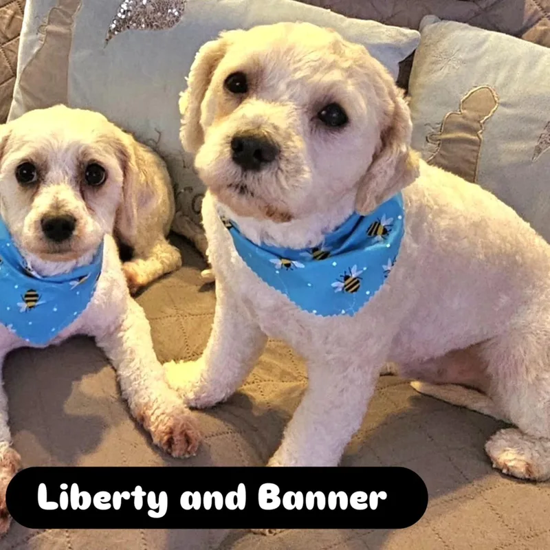 Liberty And Banner thumbnail 3