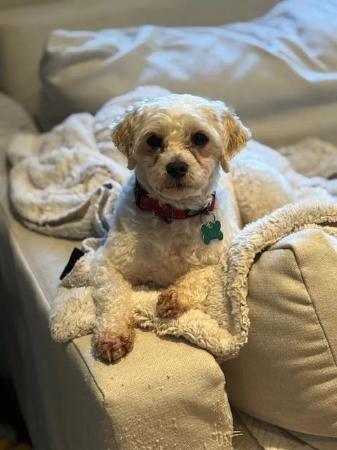 Liberty And Banner thumbnail 4