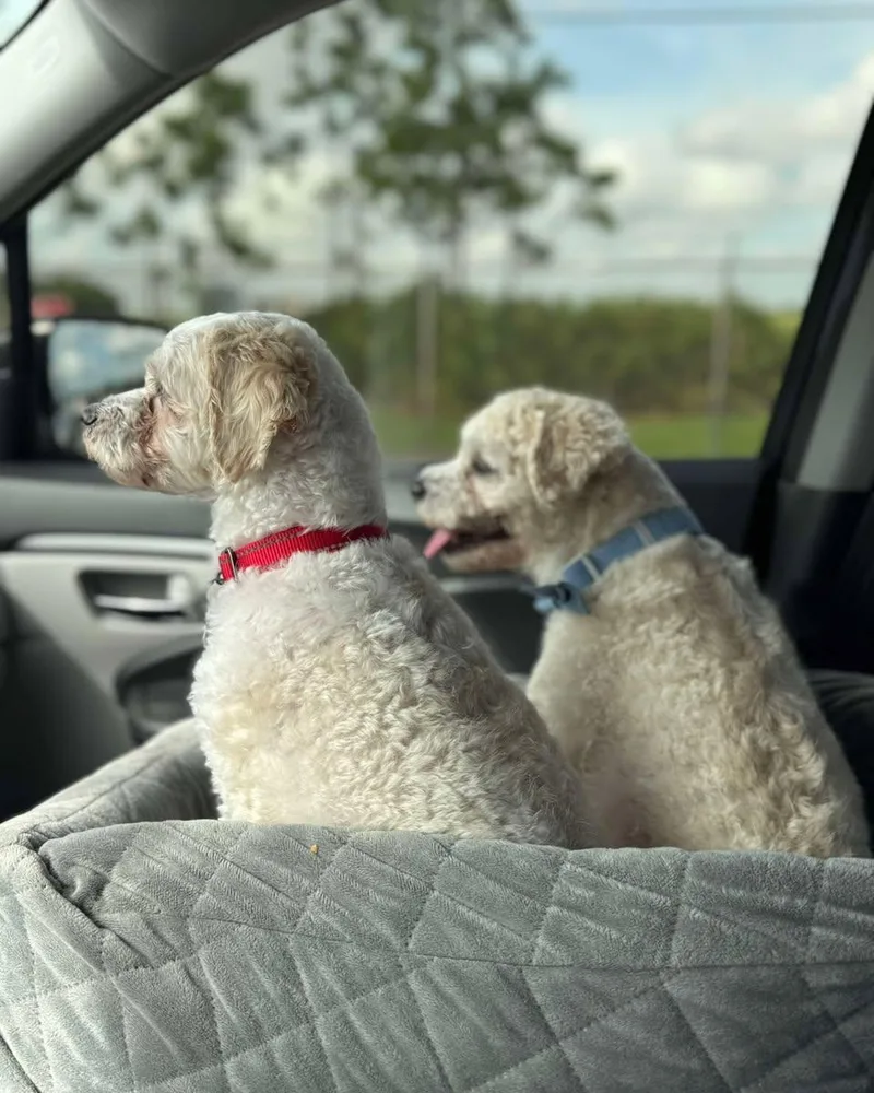 Liberty And Banner thumbnail 5