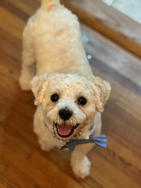 Liberty And Banner thumbnail 6