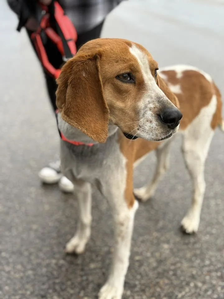 An adult large-sized male English Coonhound dog named Banjo for adoption in Little Chute, WI