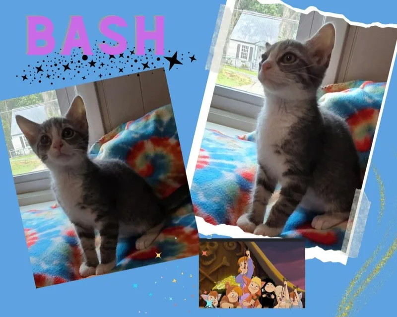 Bash
