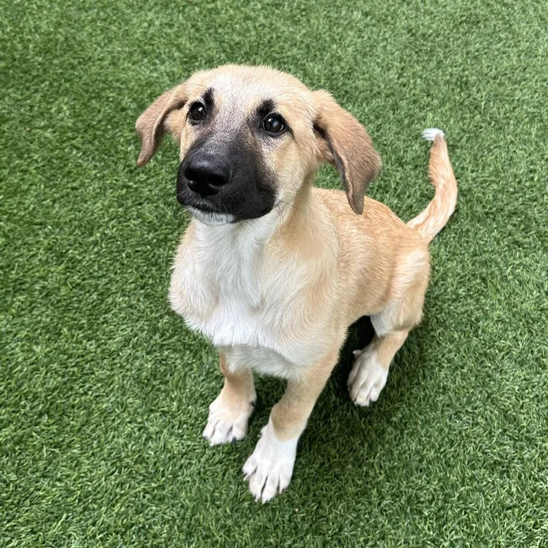 Pickles The Puppy!