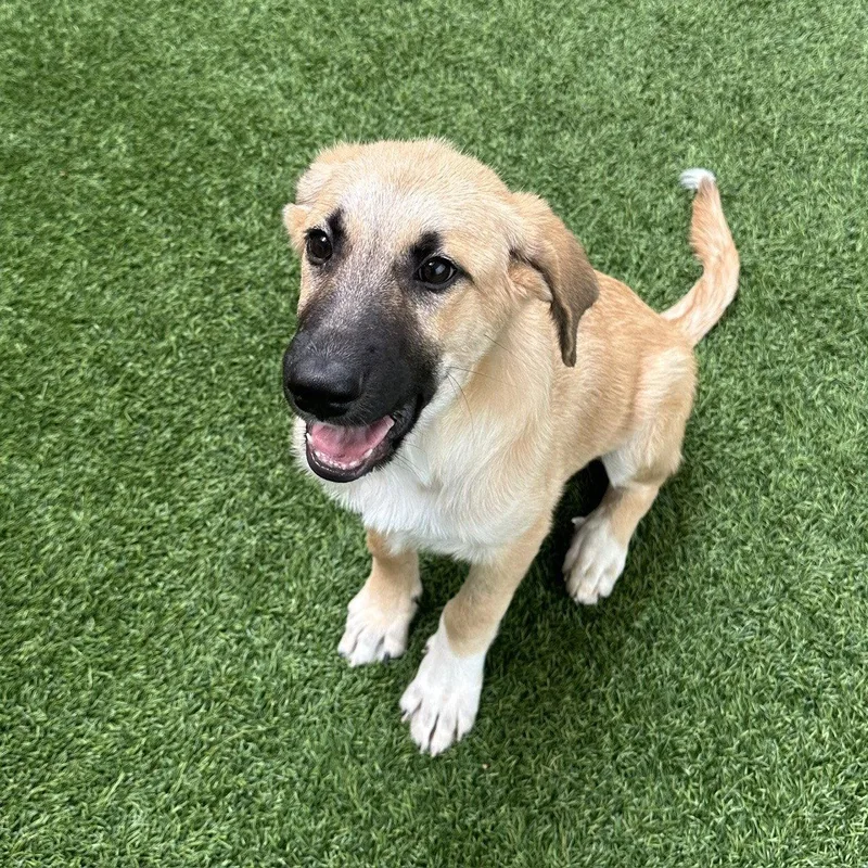 Pickles The Puppy! thumbnail 3