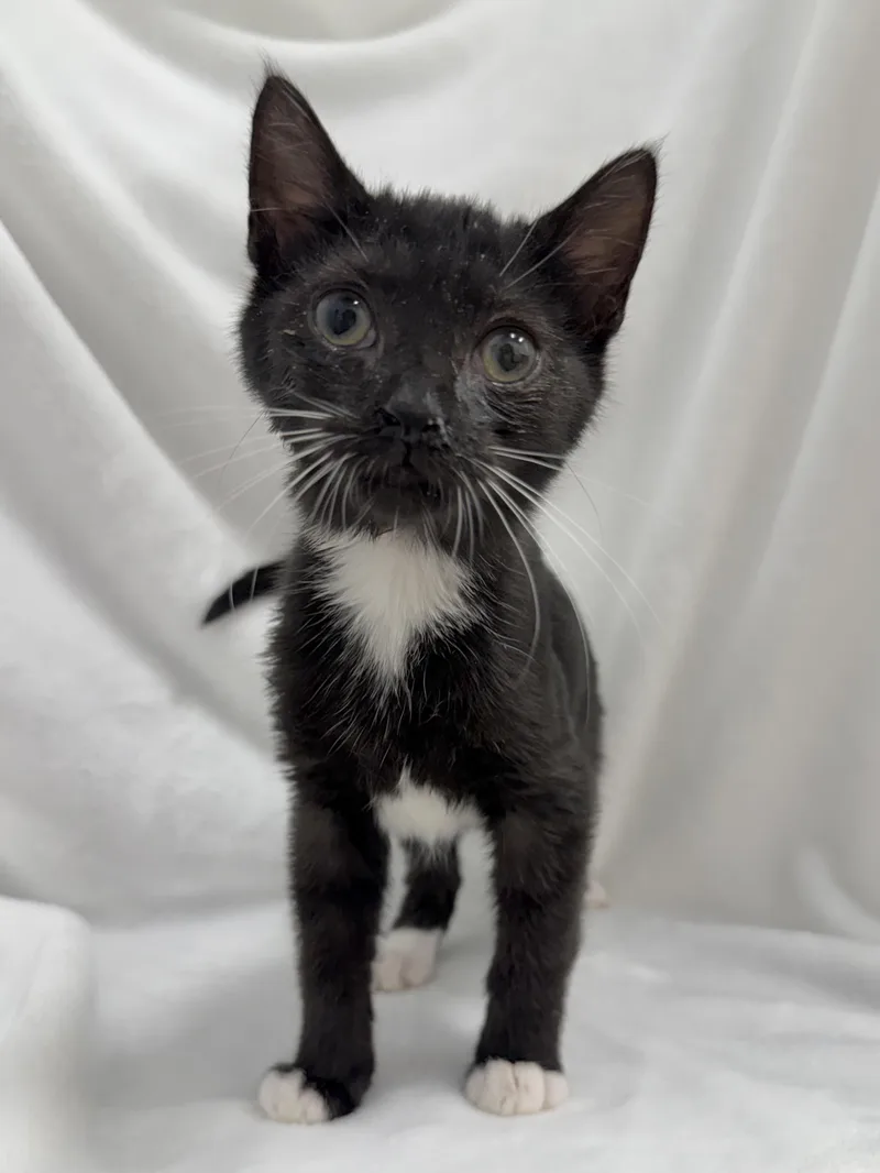 A baby medium-sized female Black & White / Tuxedo Domestic Short Hair cat named Conway for adoption in Greensboro, NC