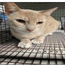A young medium-sized male Buff / Tan / Fawn Domestic Short Hair cat named Schoreder for adoption in Jacksonville, FL