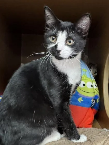 Pistachio $ thumbnail 2