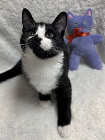 Pistachio $ thumbnail 3