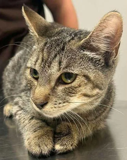 A baby small-sized female Domestic Short Hair cat named Cinnamon for adoption in Annapolis, MD