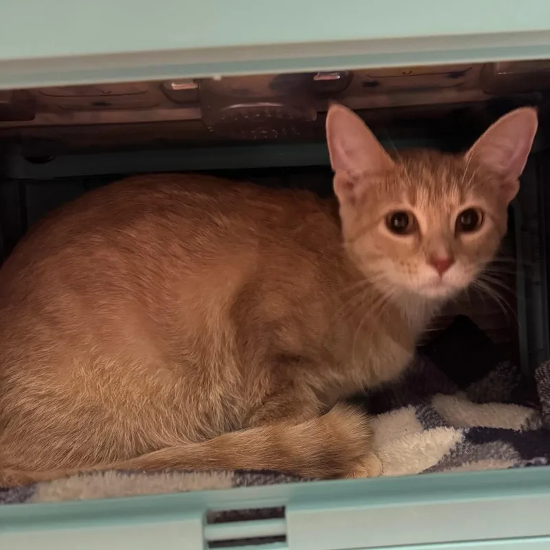 A young medium-sized female Buff / Tan / Fawn Domestic Short Hair cat named Pumpkin Brulee for adoption in Edwardsville, IL