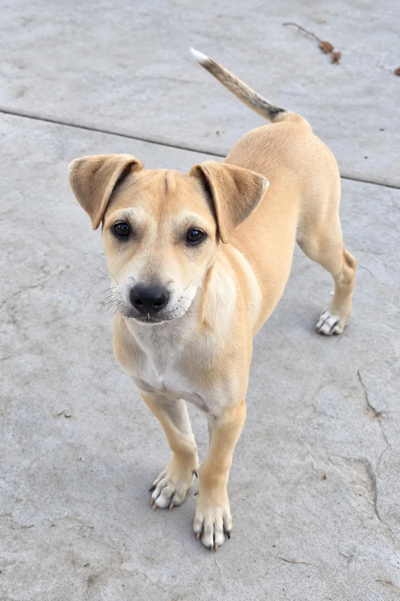 A baby small-sized male Chihuahua dog named Gomez for adoption in Lodi, CA