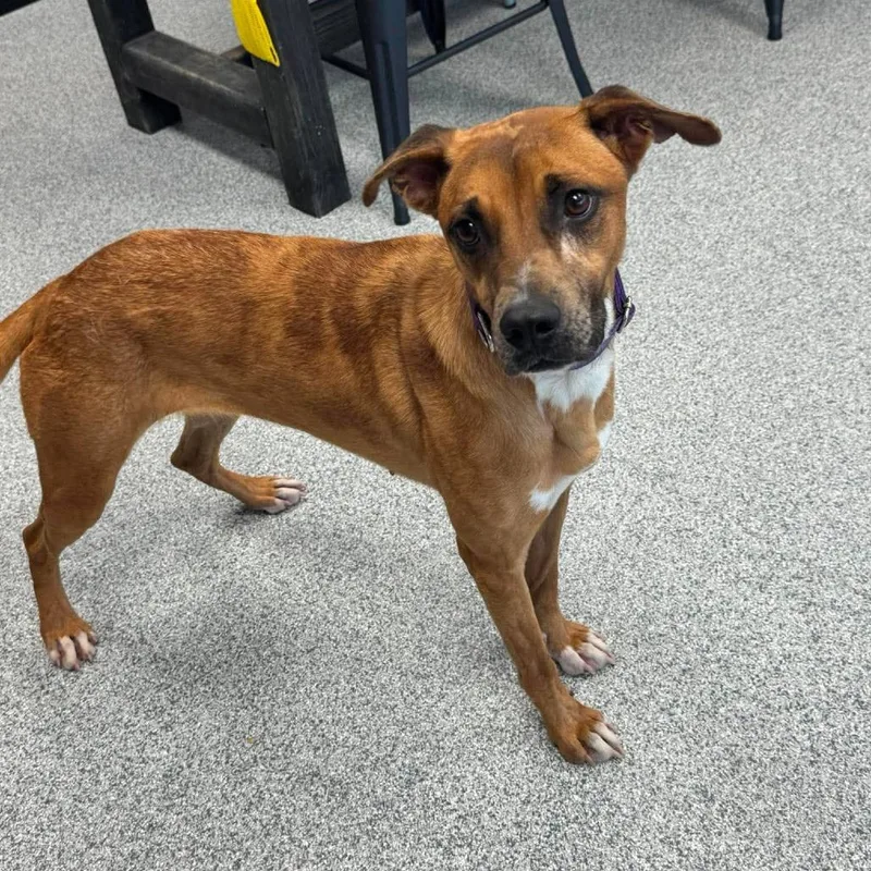 A young medium-sized female Golden Boxer dog named Cassidy for adoption in Monticello, IA