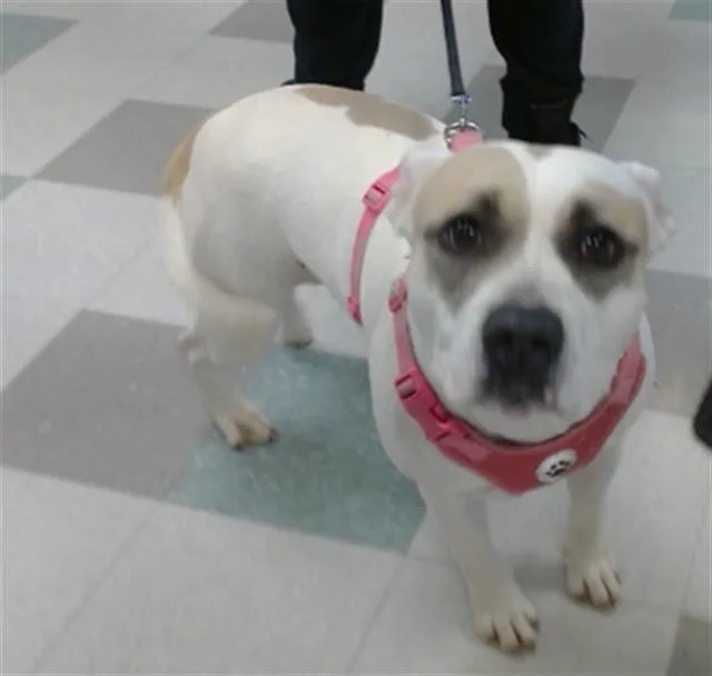 An adult large-sized female Pit Bull Terrier dog named Stellah for adoption in Oklahoma City, OK