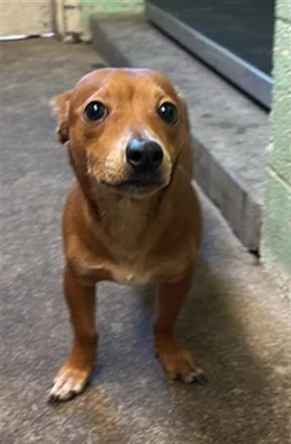 A young small-sized male Chihuahua dog named Mister Nappy for adoption in Sacramento, CA