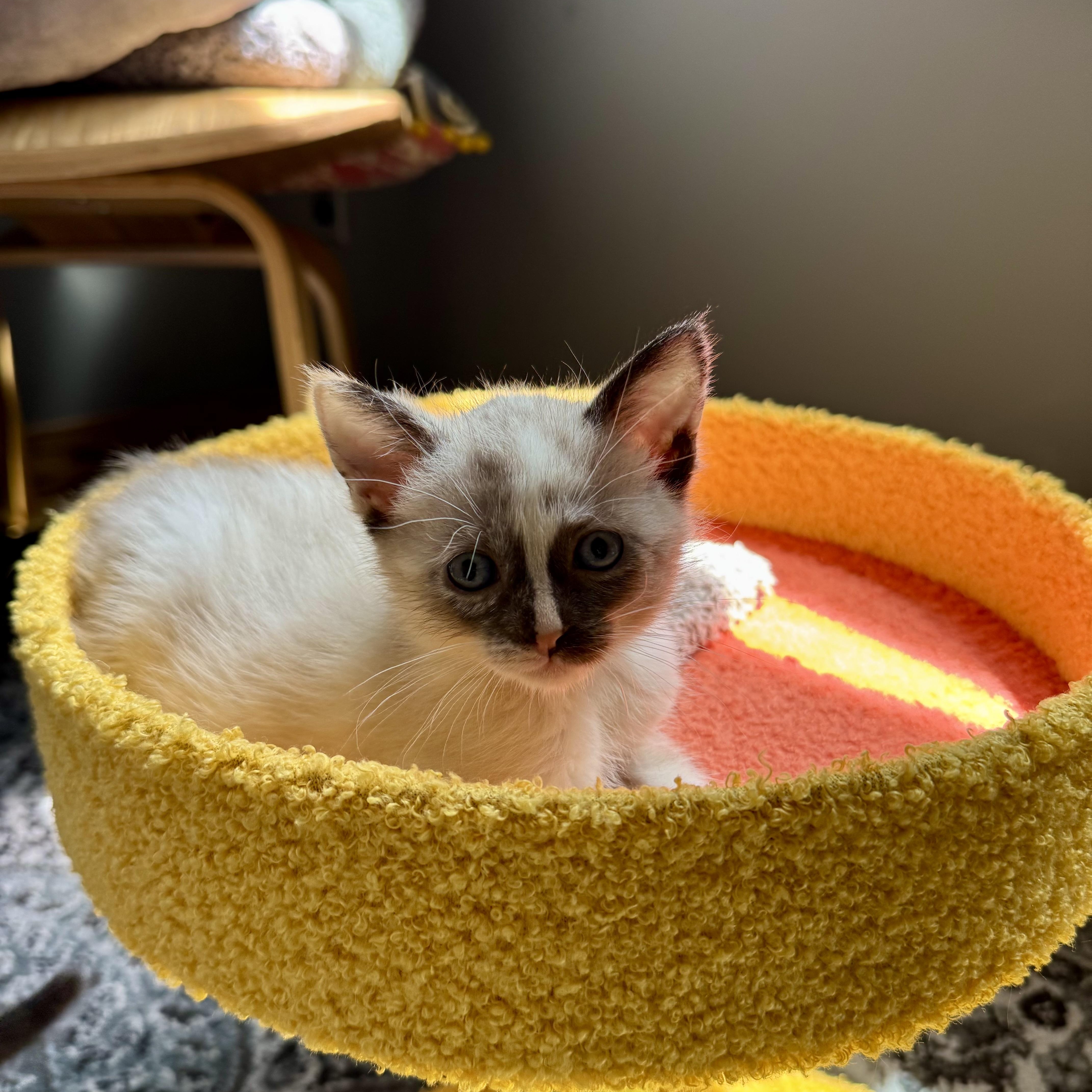 A baby medium-sized female Flame Point Siamese cat named Mariachi for adoption in Milwaukee, WI