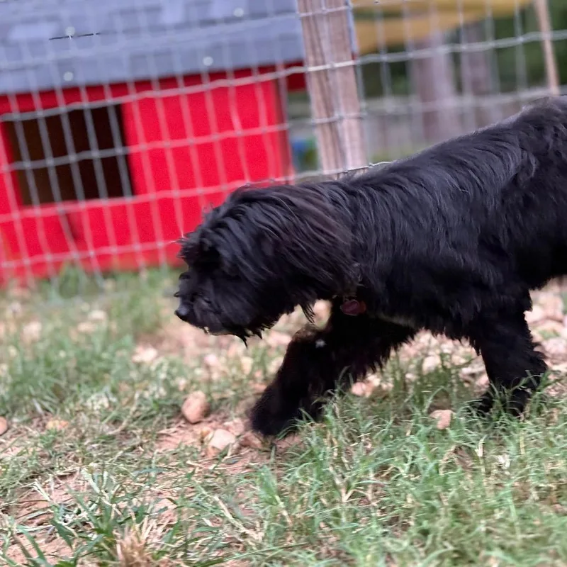 A young small-sized female Black Maltese dog named Bonnie Evangeline for adoption in Houston, TX
