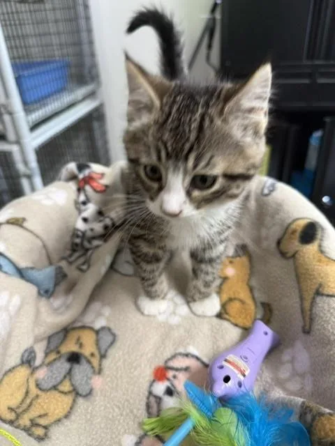 A baby medium-sized male Tabby (Buff / Tan / Fawn) Domestic Short Hair cat named Bonnie And Clyde for adoption in Millerstown, PA