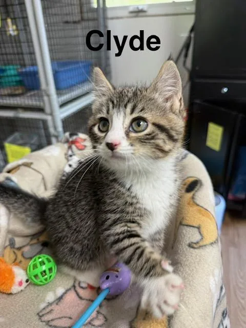 Bonnie And Clyde thumbnail 2