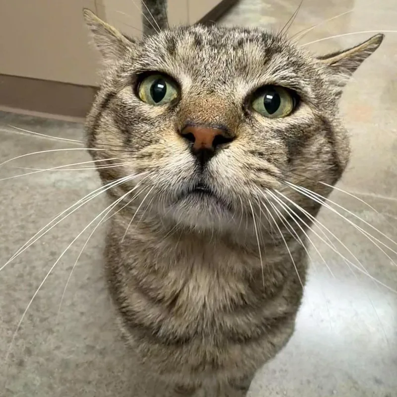 An adult large-sized male Brown / Chocolate American Shorthair cat named Big Rome for adoption in South Elgin, IL