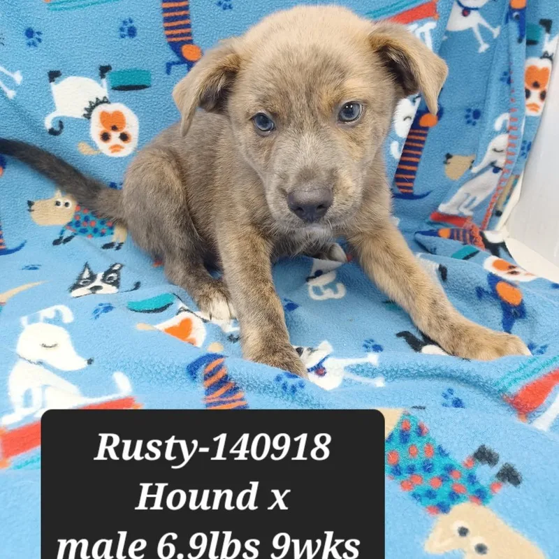 A baby small-sized male Black Mouth Cur dog named Rusty for adoption in New Tazewell, TN