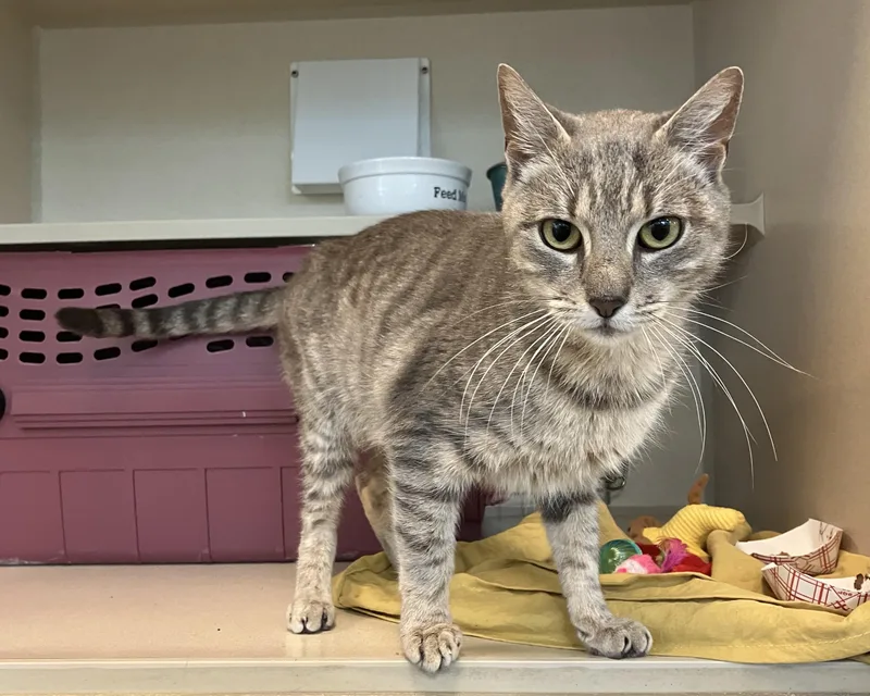 An adult medium-sized female Tabby (Gray / Blue / Silver) Domestic Short Hair cat named Kensie for adoption in Eatontown, NJ