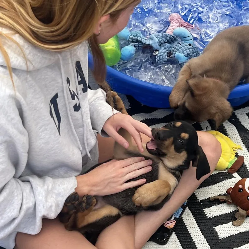 A baby medium-sized male Black Shepherd dog named Chesney for adoption in Oceanside, CA