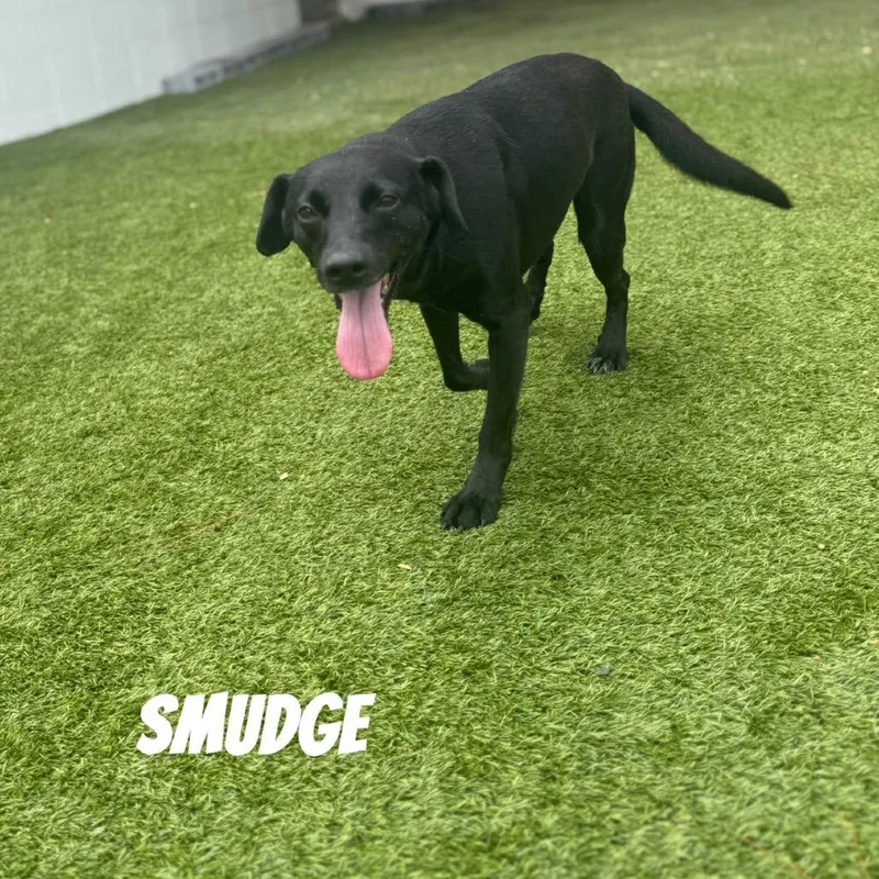 Smudge