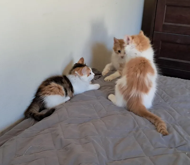 A baby small-sized female Calico Domestic Long Hair cat named Mari Gold for adoption in Orange, CA
