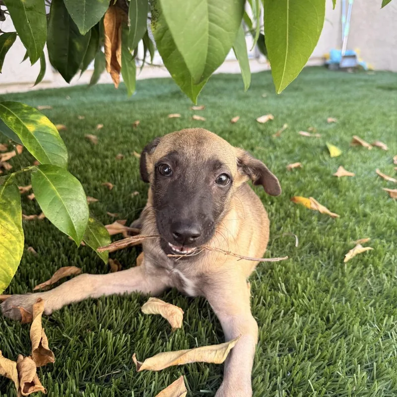 A baby medium-sized female Shepherd dog named Juniper Joy for adoption in Escondido, CA