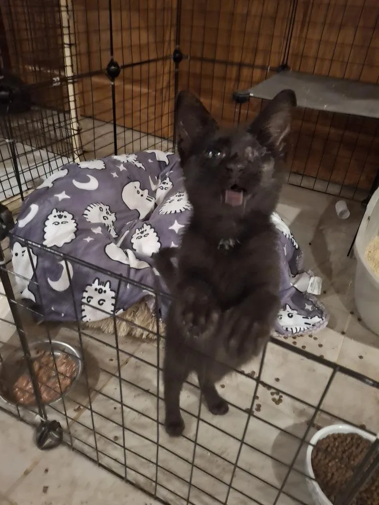 A baby small-sized male Black Domestic Short Hair cat named Bubba Jack TCAC for adoption in Peoria, IL