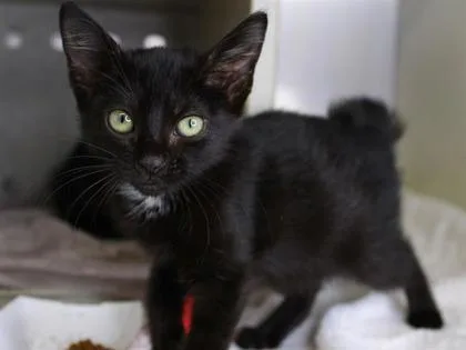 A baby small-sized female Domestic Short Hair cat named Nina for adoption in Daytona Beach, FL