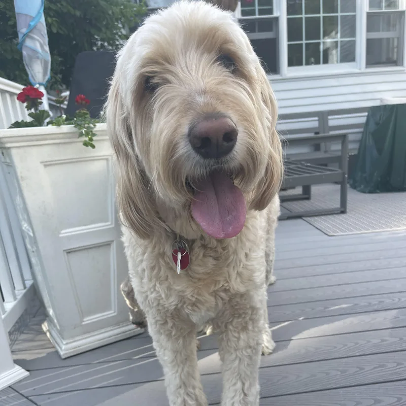 An adult large-sized male Apricot / Beige Goldendoodle dog named Sammiemaine for adoption in Houston, TX