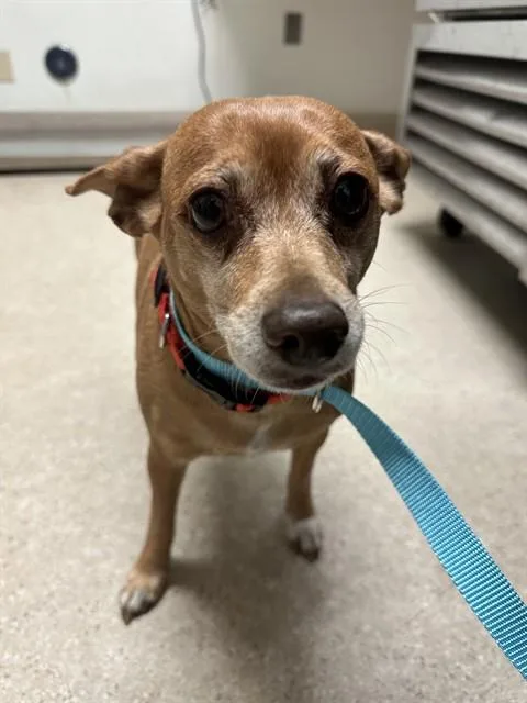 A senior medium-sized female Chihuahua dog named Charlie for adoption in Bakersfield, CA