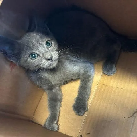 A baby small-sized male Gray / Blue / Silver Domestic Short Hair cat named Kayli for adoption in San Gabriel, CA