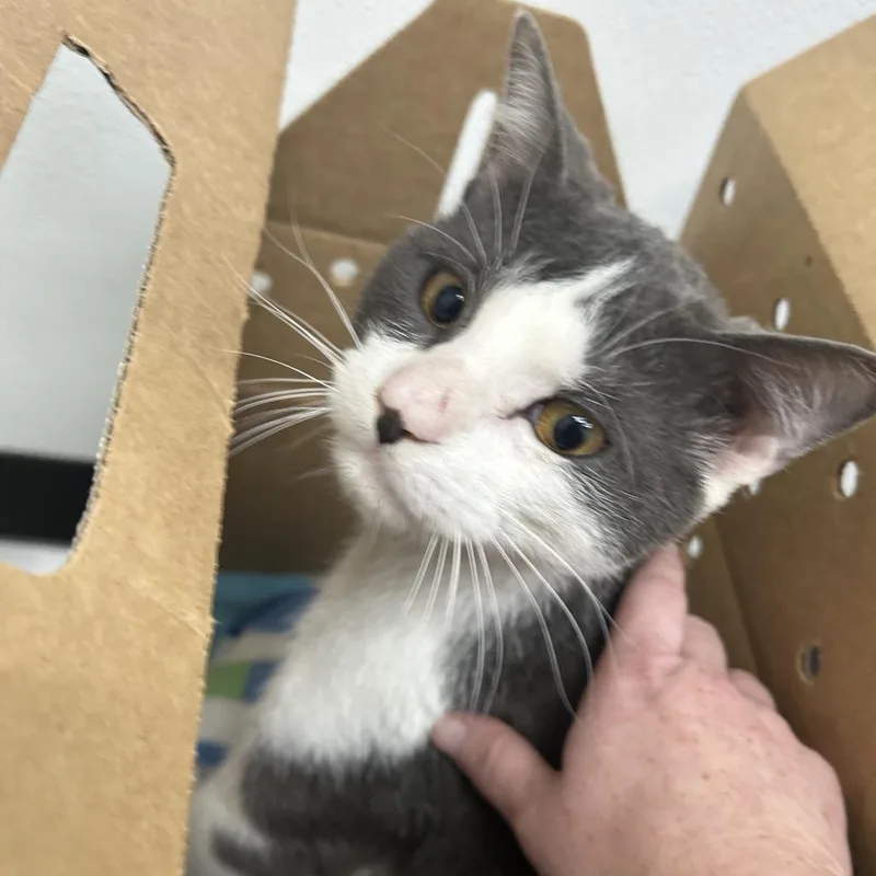 An adult medium-sized male White Domestic Short Hair cat named Oliver for adoption in Newark, NJ