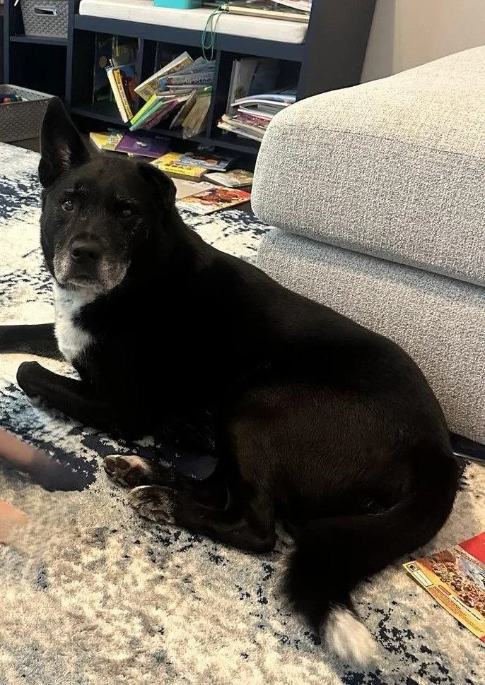 A senior medium-sized male Labrador Retriever dog named Kristoff for adoption in Locust Grove, GA