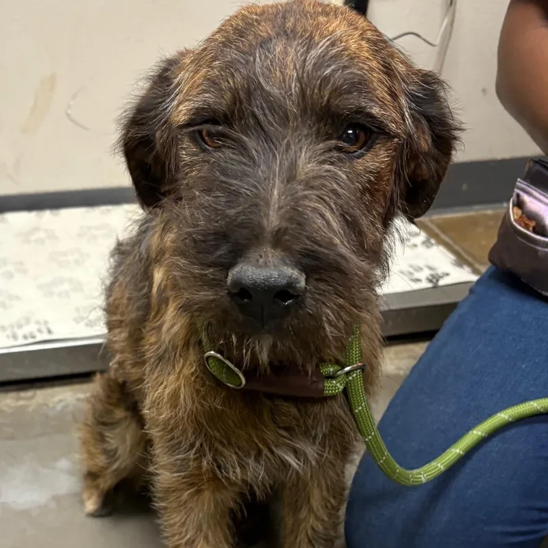 A young large-sized female Black Terrier dog named Sandy for adoption in Yuma, AZ
