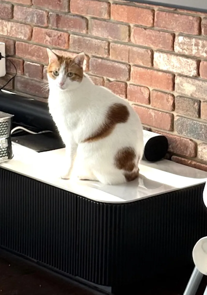 An adult medium-sized male Orange & White Domestic Short Hair cat named Abel for adoption in Nutley, NJ
