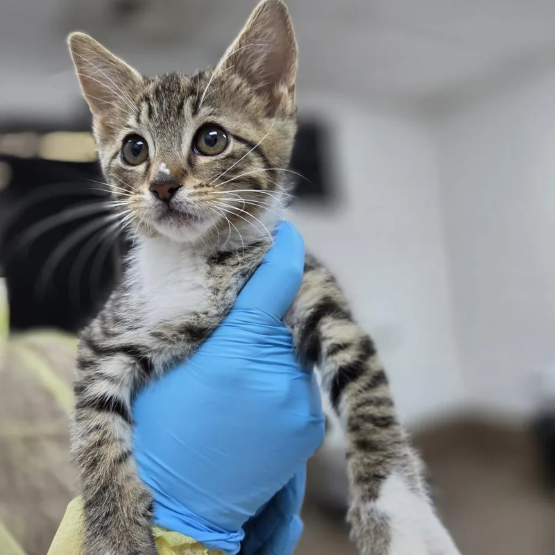 A baby small-sized male Brown / Chocolate Domestic Short Hair cat named Potato Chip for adoption in Incline Village, NV